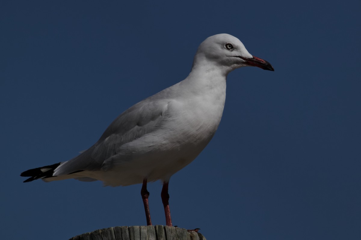 Silver Gull (Silver) - ML637932932