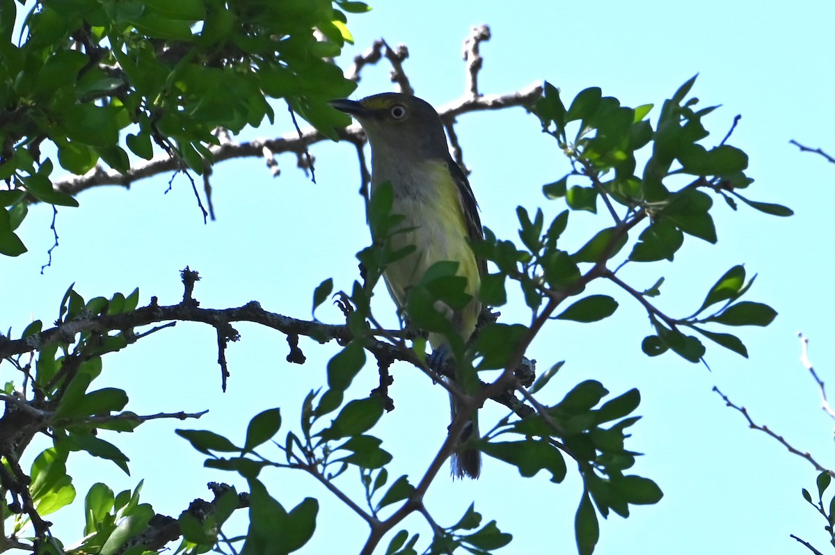 White-eyed Vireo - ML637932934