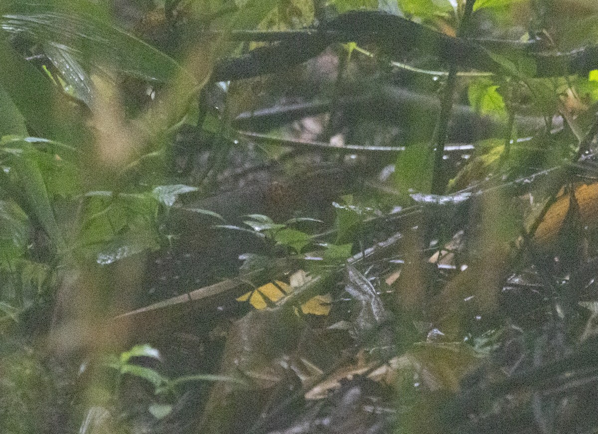 Chestnut-breasted Partridge - ML637932940