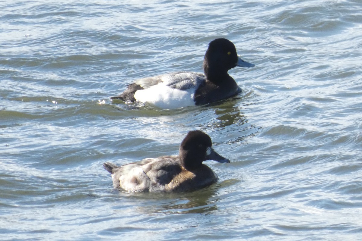 Lesser Scaup - ML637932988
