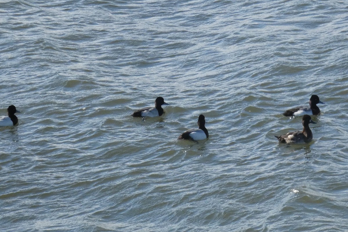 Lesser Scaup - ML637932989
