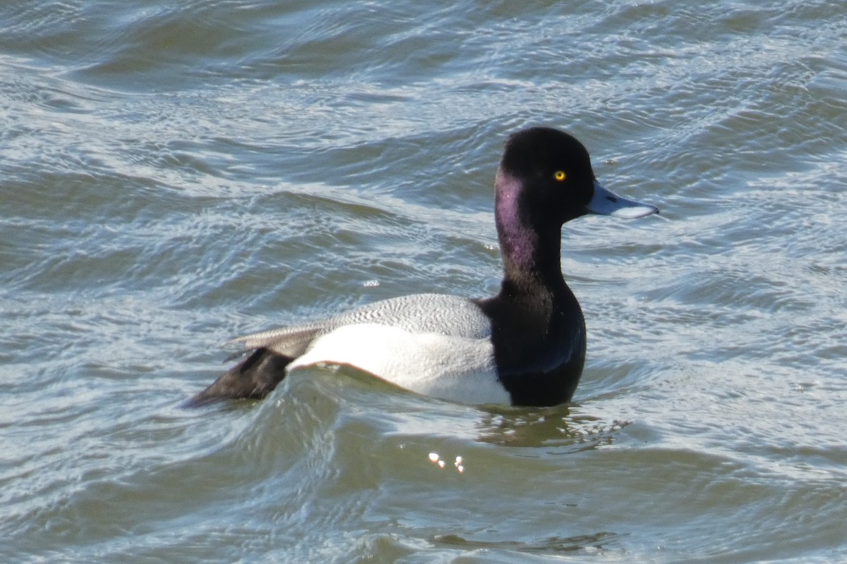 Lesser Scaup - ML637932990