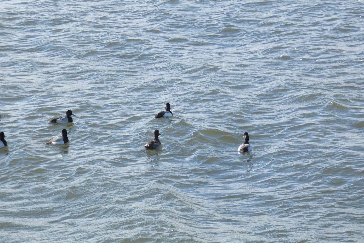 Lesser Scaup - ML637932994