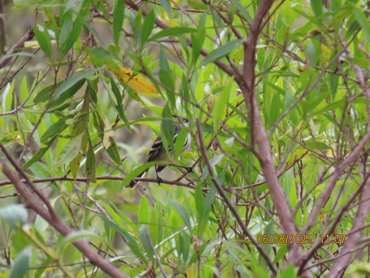 Yellow-billed Tit-Tyrant - ML637933018