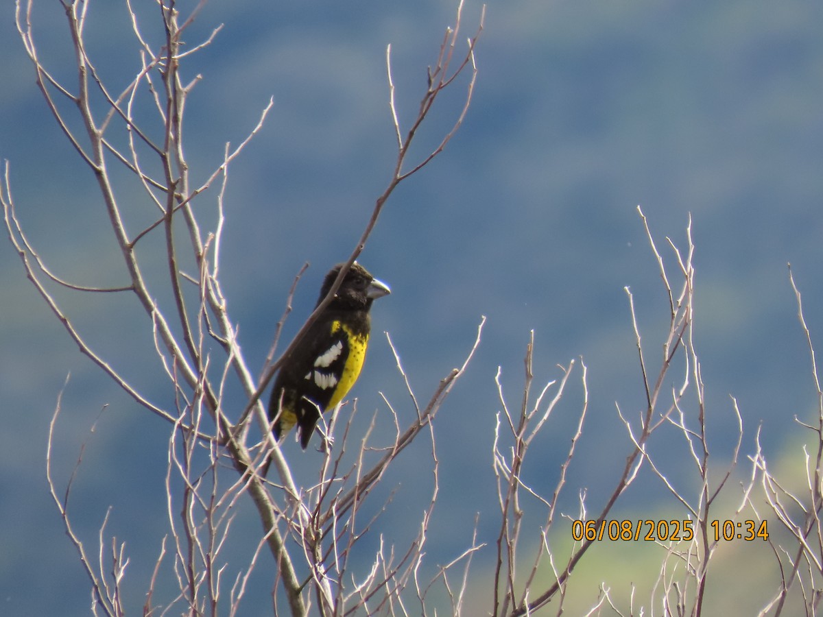 Black-backed Grosbeak - ML637933037
