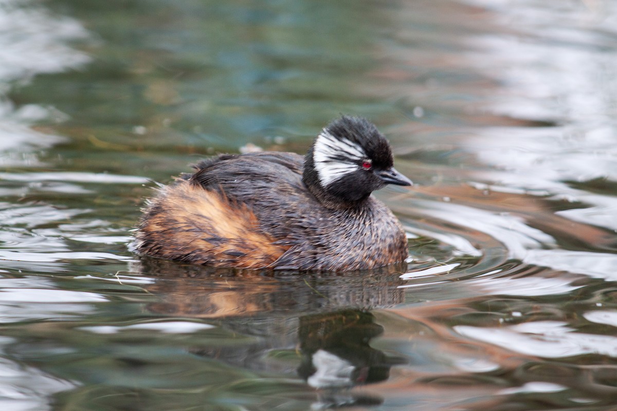 White-tufted Grebe - ML637933078