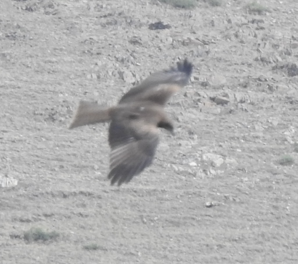 Black Kite (Black-eared) - ML637933090