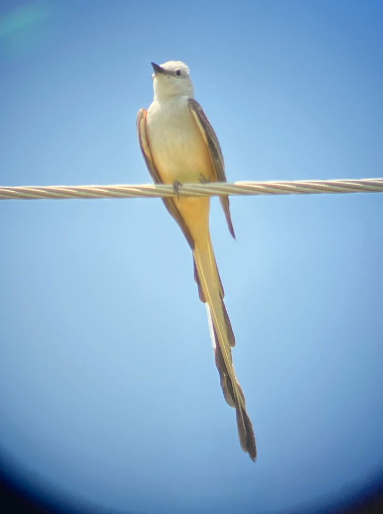 Scissor-tailed Flycatcher - ML637933104