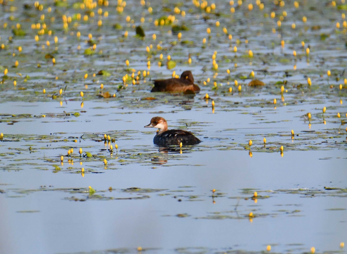 Smew - ML637933128