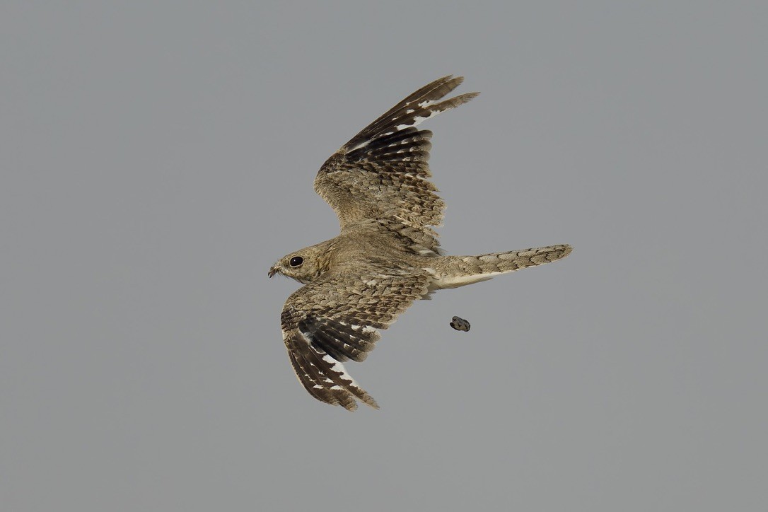 Egyptian Nightjar - ML637933144