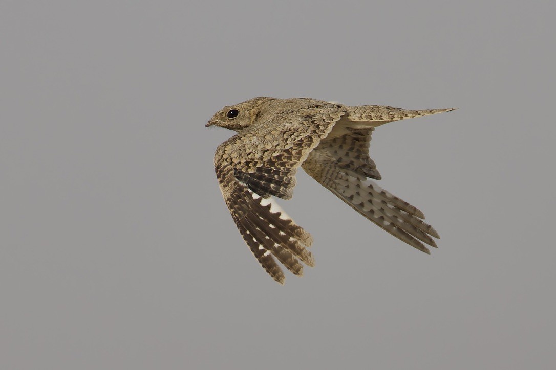 Egyptian Nightjar - ML637933149
