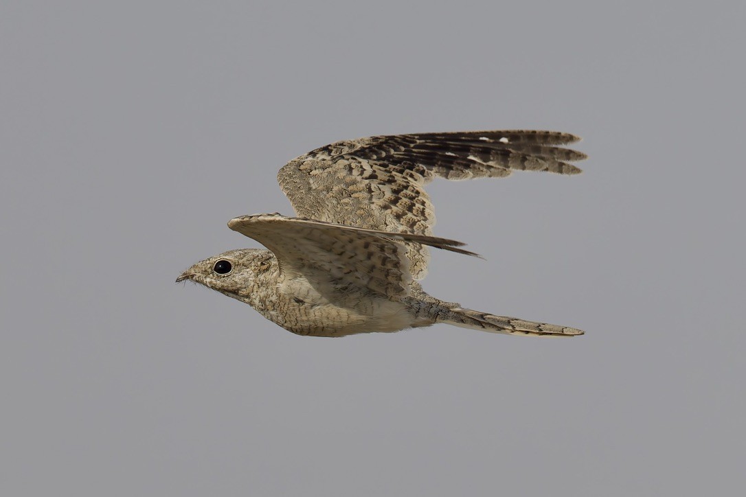 Egyptian Nightjar - ML637933150
