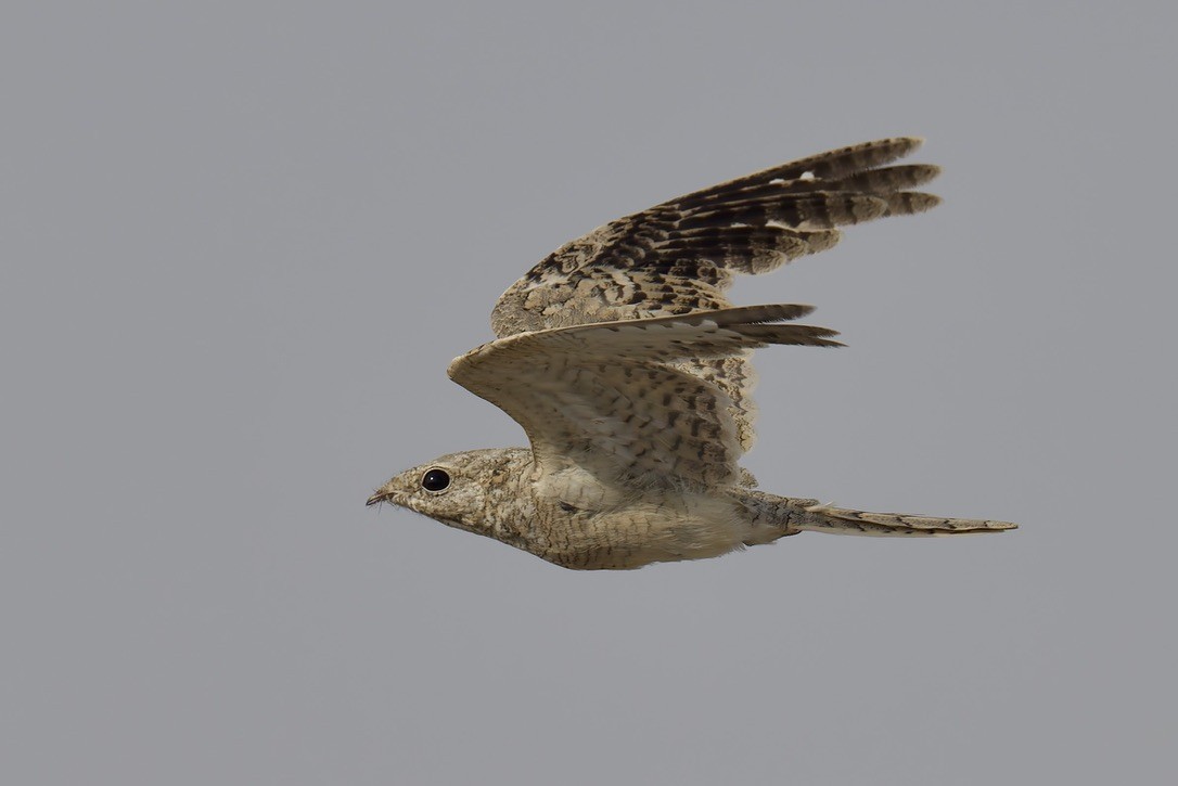 Egyptian Nightjar - ML637933151