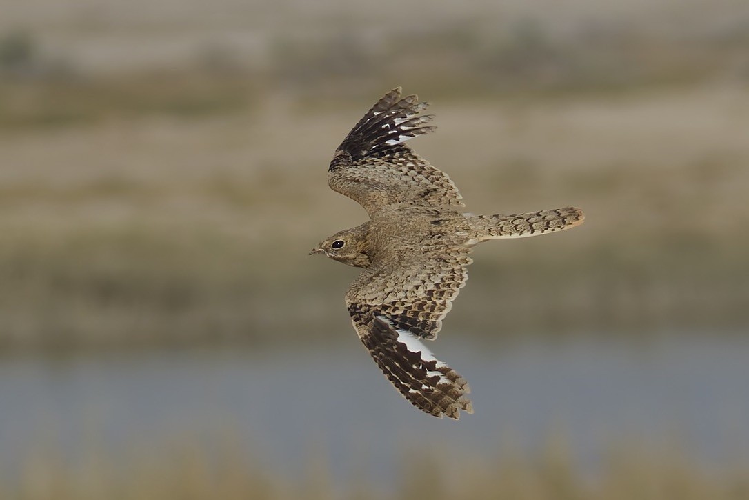 Egyptian Nightjar - ML637933152