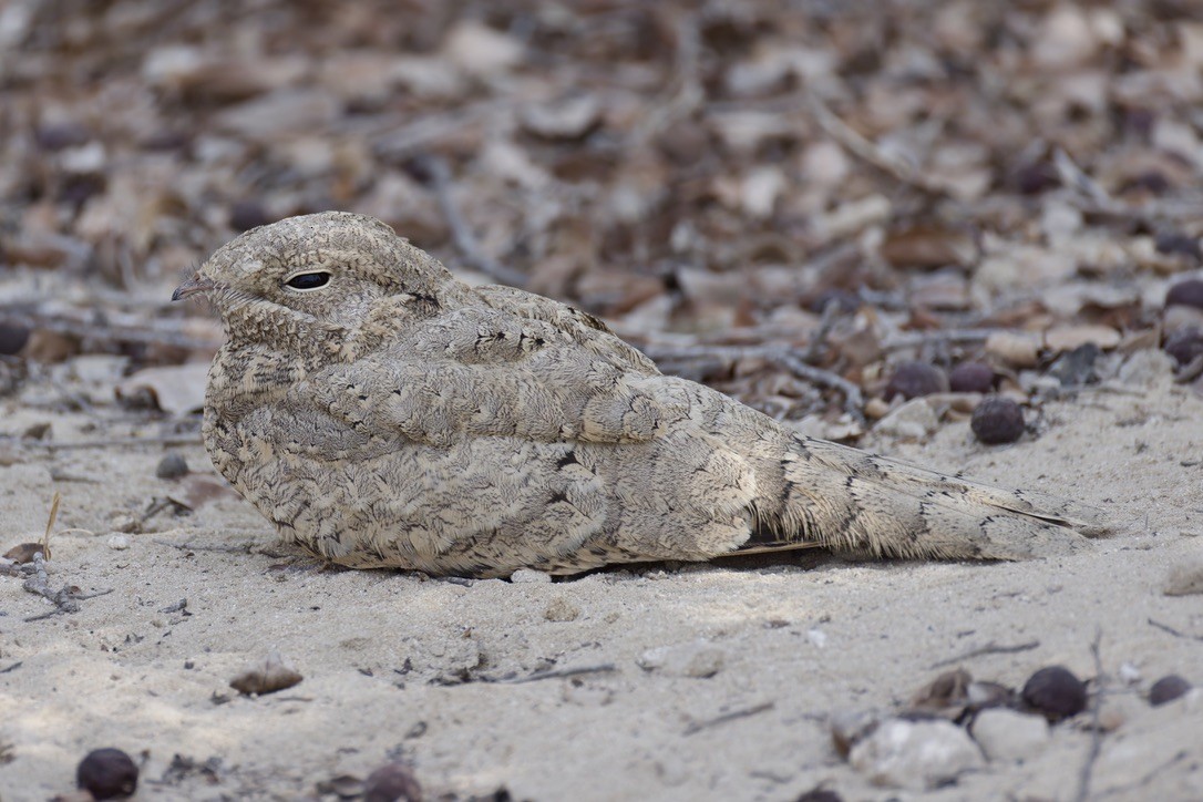 Egyptian Nightjar - ML637933153