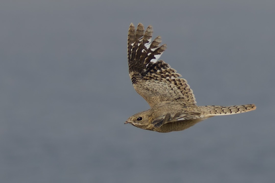 Egyptian Nightjar - ML637933154