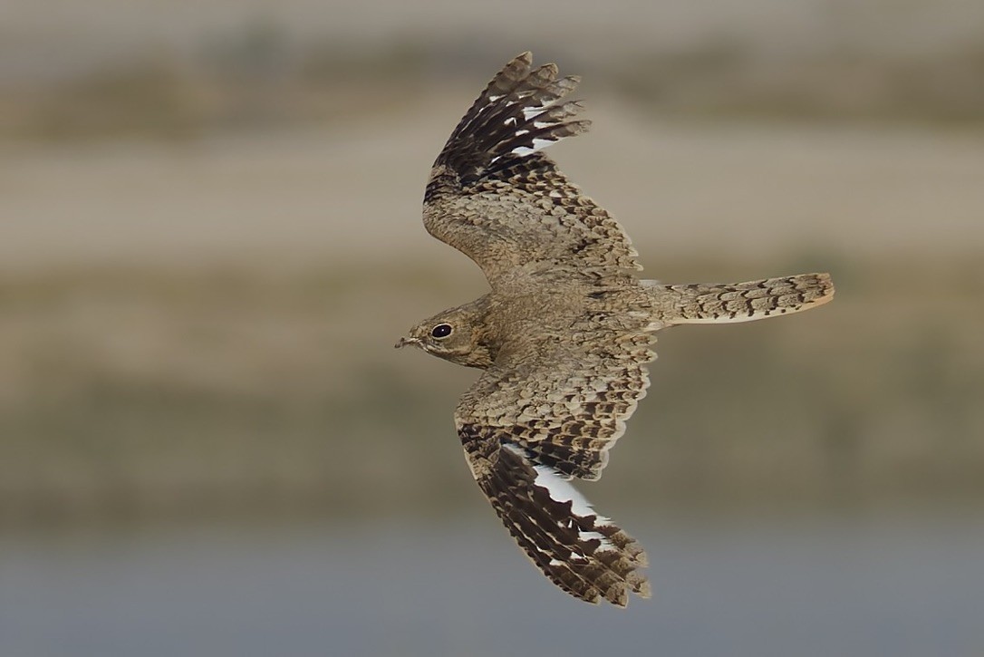 Egyptian Nightjar - ML637933156