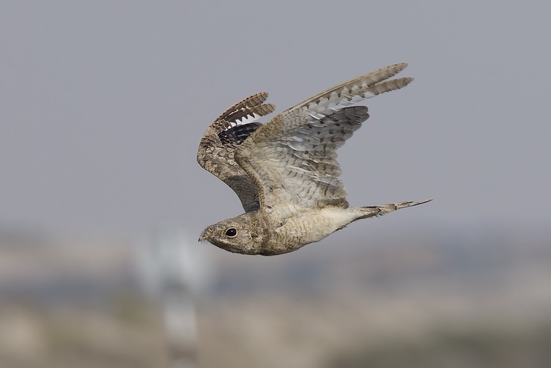 Egyptian Nightjar - ML637933158