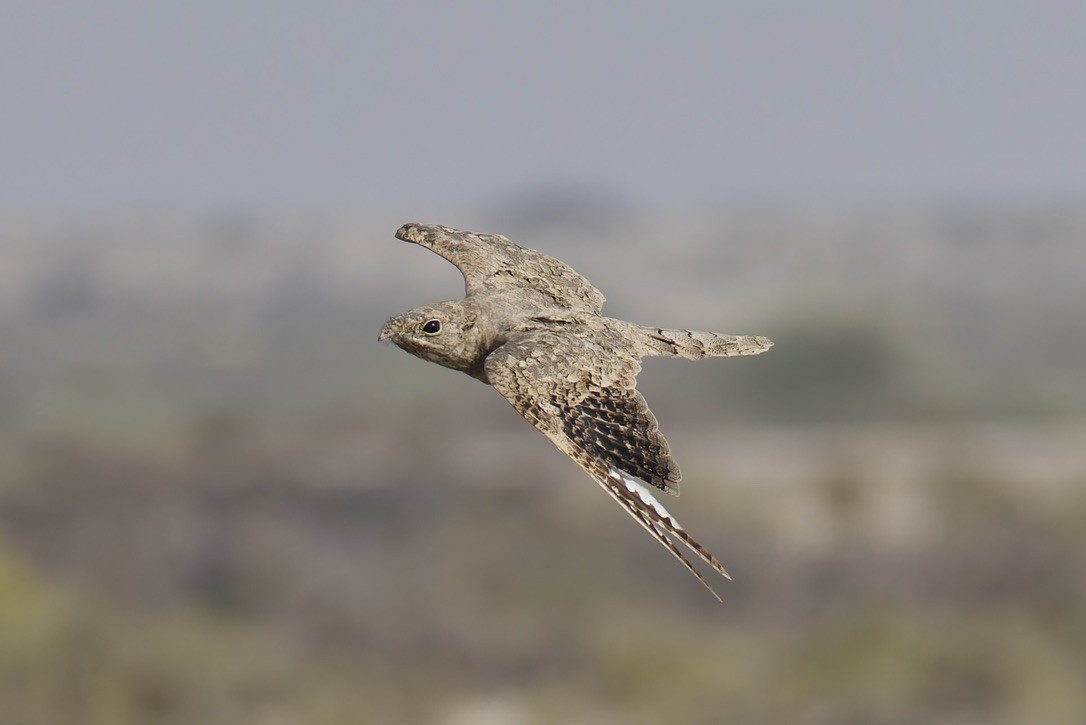 Egyptian Nightjar - ML637933159