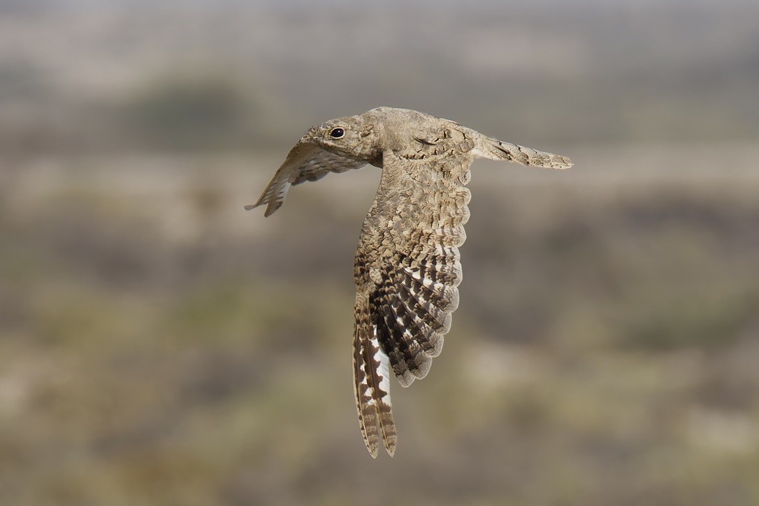 Egyptian Nightjar - ML637933160
