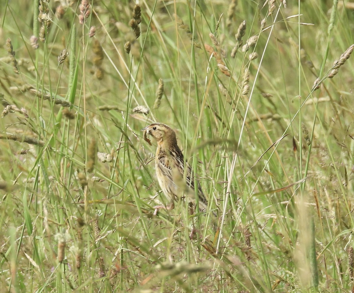 Bobolink - ML637933168
