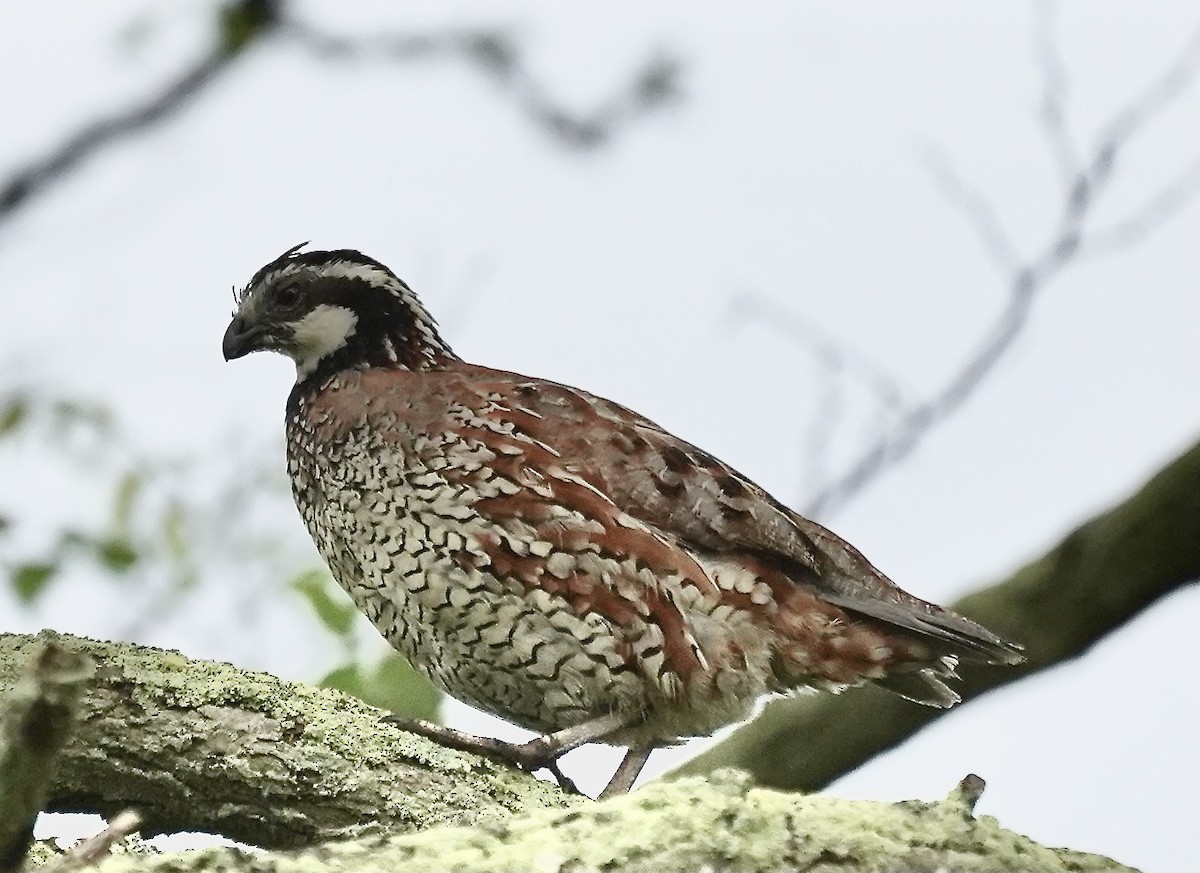 Northern Bobwhite - ML637933179