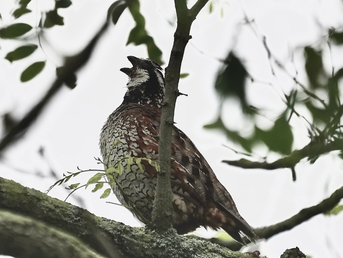 Northern Bobwhite - ML637933180