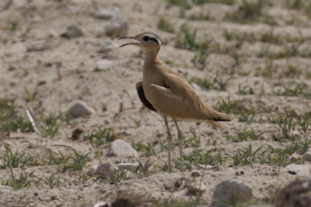 Cream-colored Courser - ML637933192