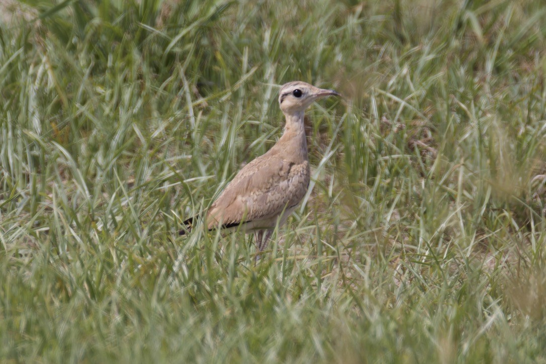 Cream-colored Courser - ML637933193
