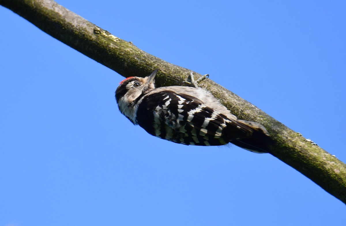 Lesser Spotted Woodpecker - ML637933235