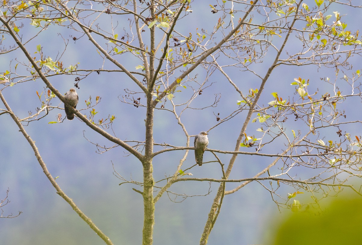 Himalayan Cuckoo - ML637933254