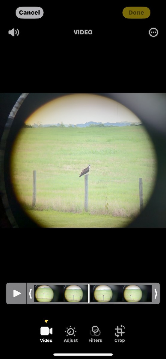 Osprey - ML637933259