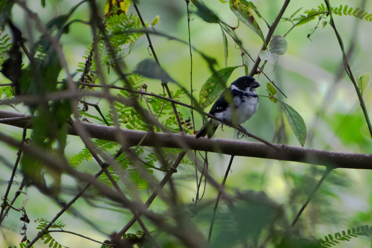 Wing-barred Seedeater (Caqueta) - ML637933261