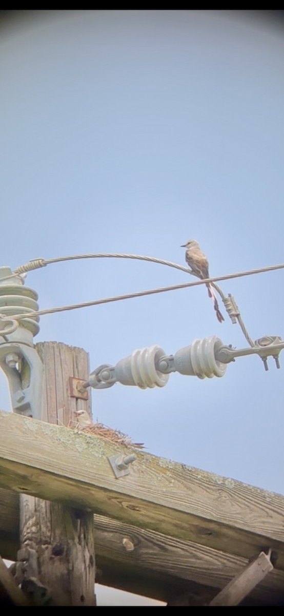 Scissor-tailed Flycatcher - ML637933263