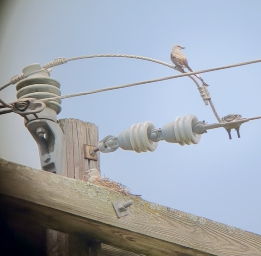Scissor-tailed Flycatcher - ML637933264
