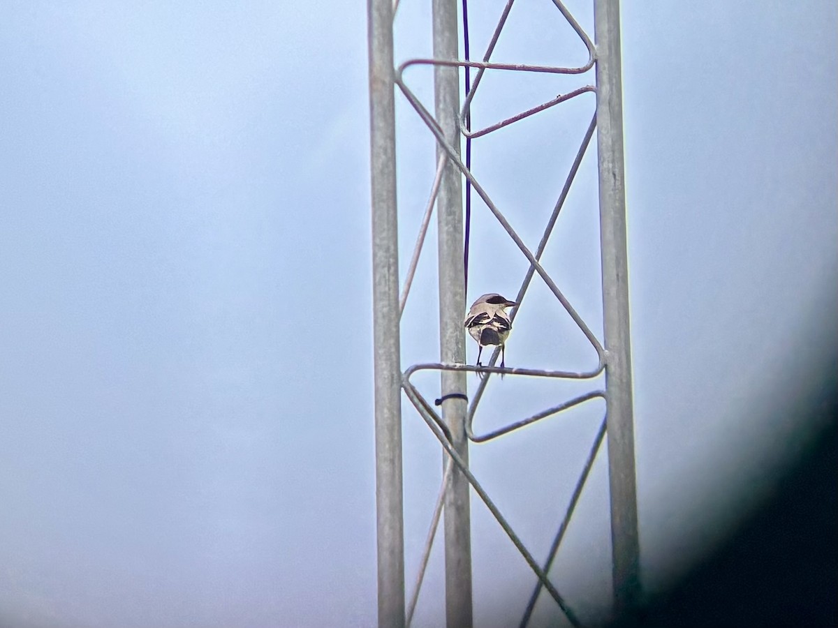 Loggerhead Shrike - ML637933270