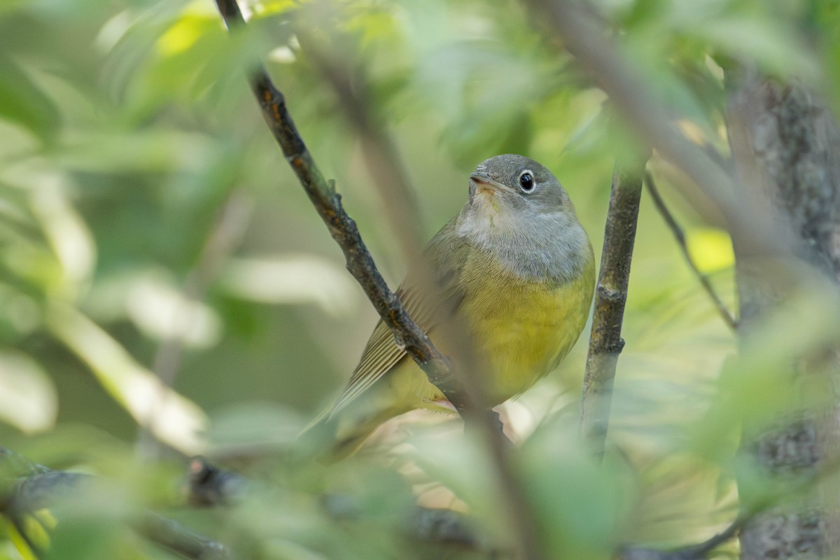 Connecticut Warbler - ML637933276