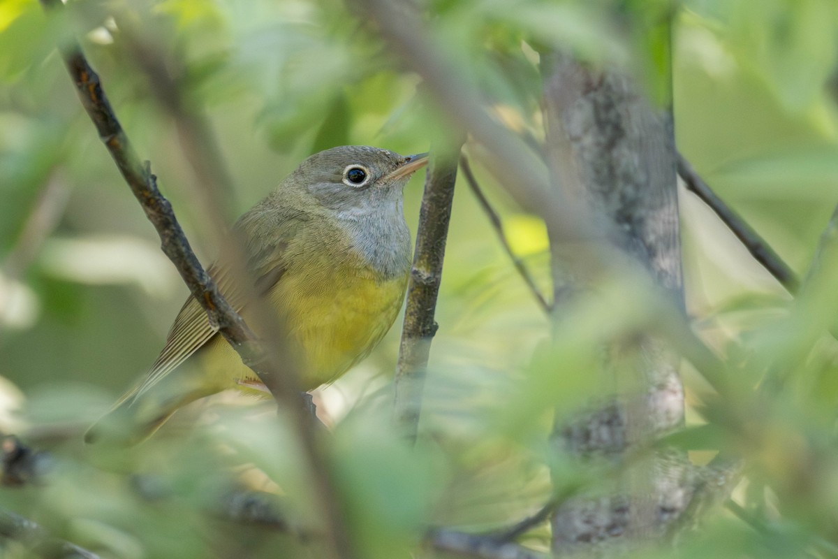 Connecticut Warbler - ML637933277