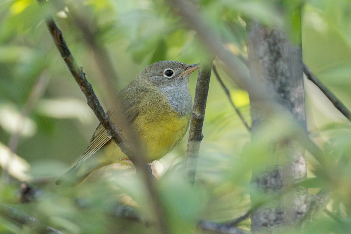 Connecticut Warbler - ML637933278