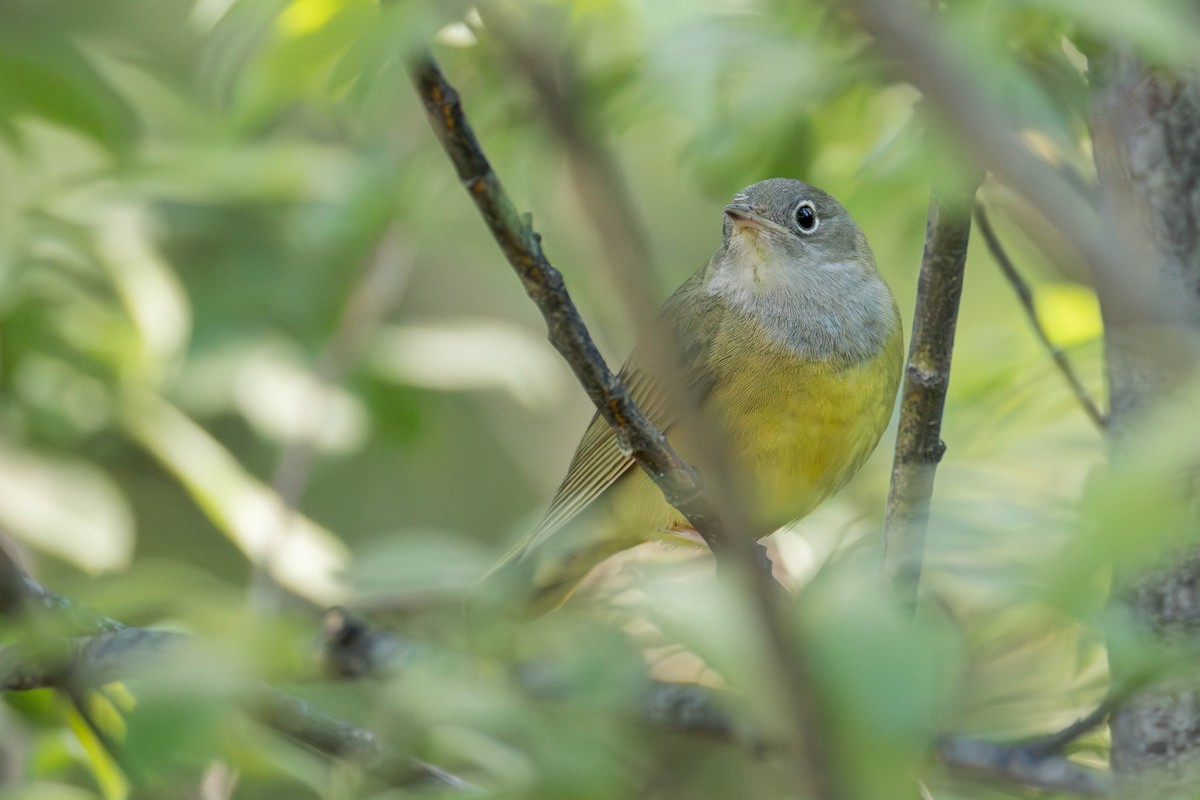 Connecticut Warbler - ML637933279