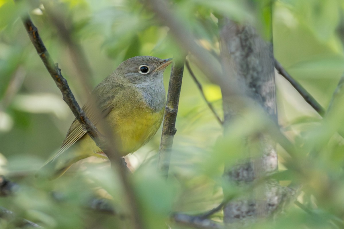 Connecticut Warbler - ML637933280