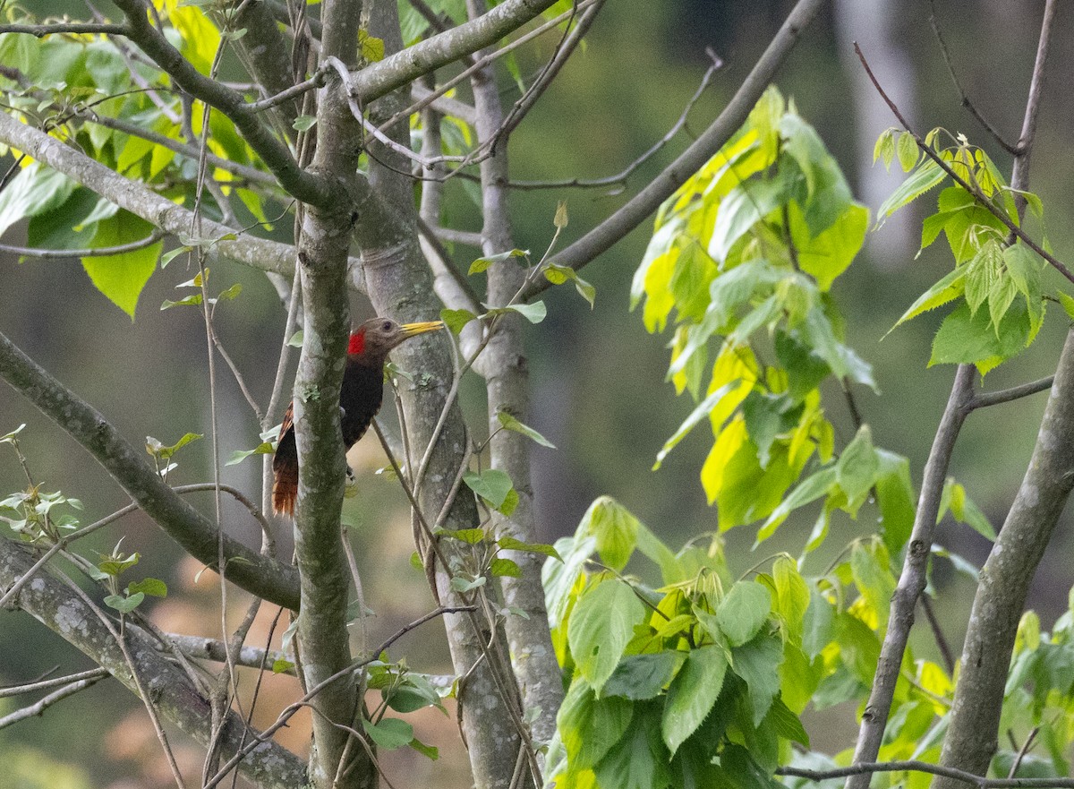 Pic à oreillons rouges - ML637933298