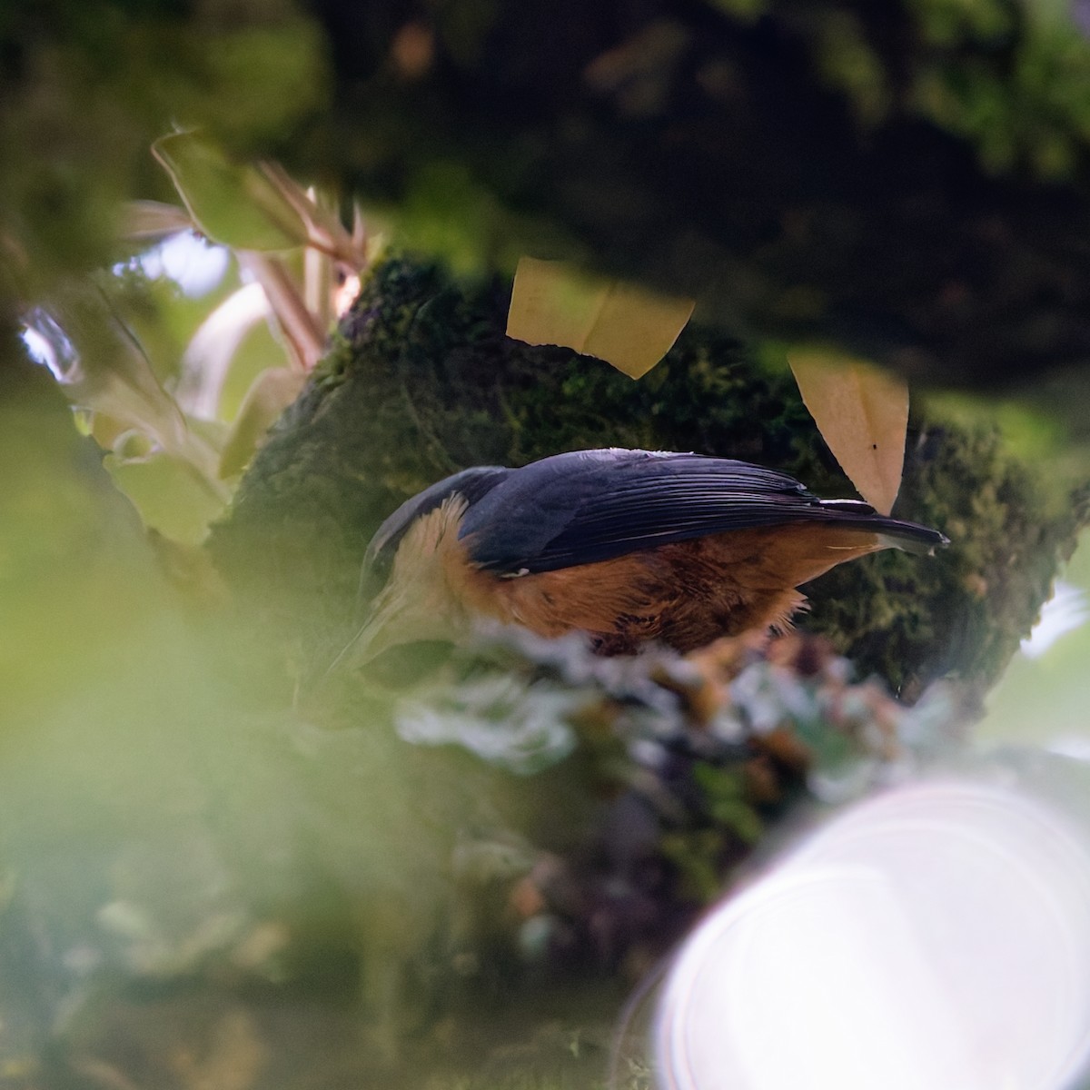 White-tailed Nuthatch - ML637933306