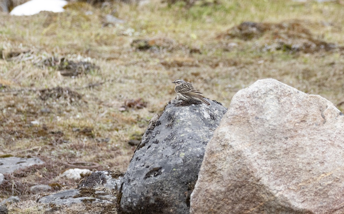 Rosy Pipit - ML637933335