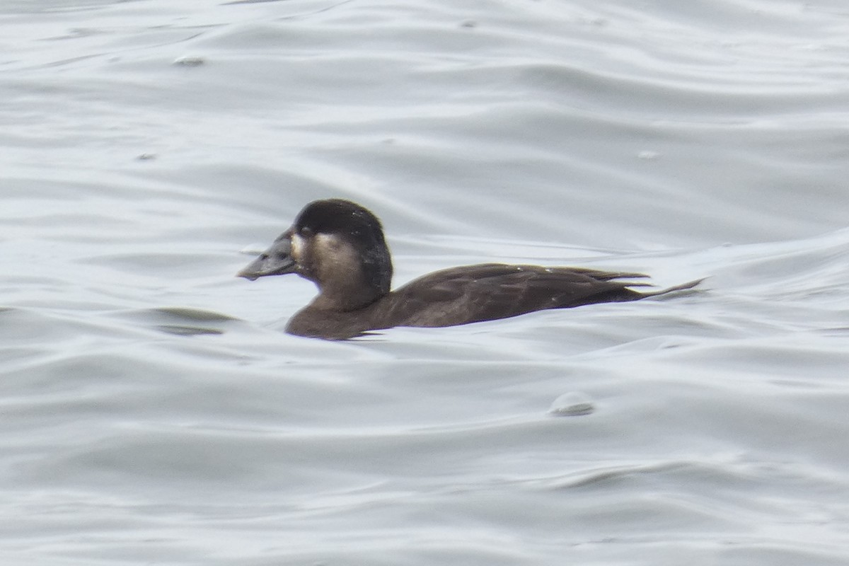 Surf Scoter - ML637933409