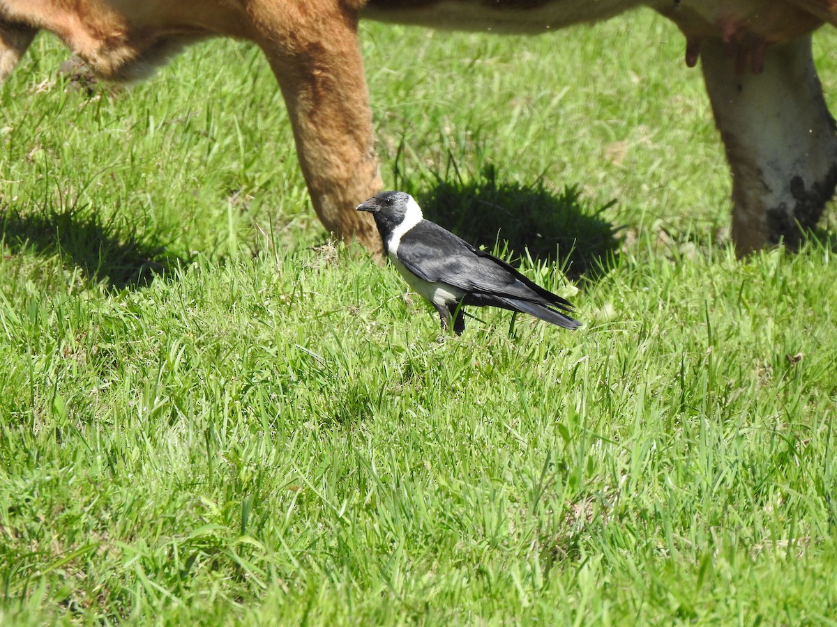 Daurian Jackdaw - ML637933413