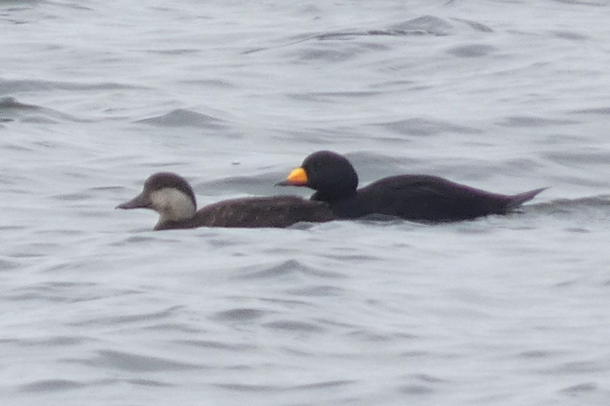Black Scoter - ML637933423