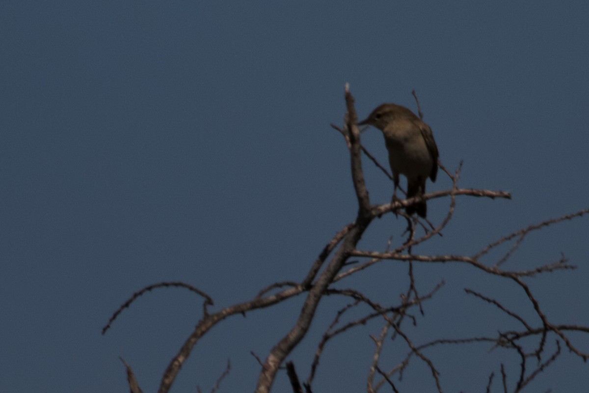 Rufous Songlark - ML637933441