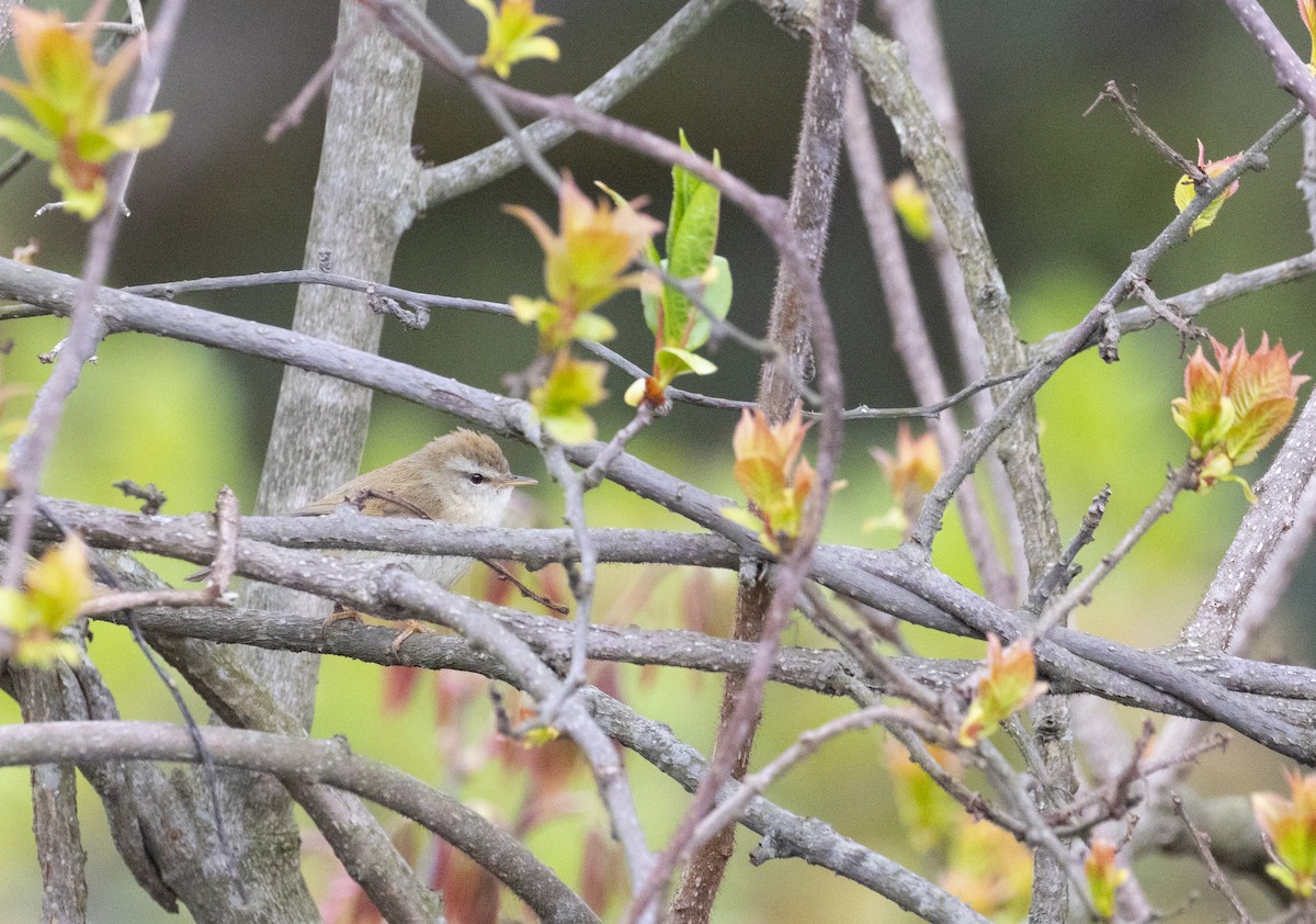 Hume's Bush Warbler - ML637933463