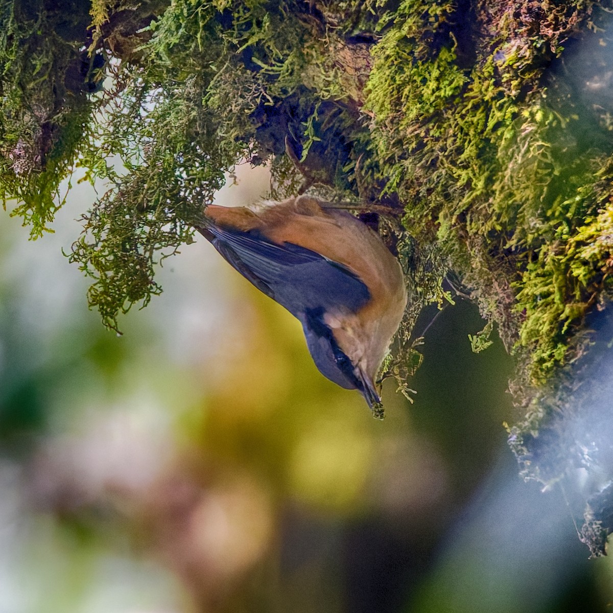 White-tailed Nuthatch - ML637933472